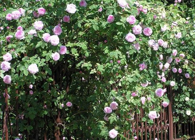 Живая изгородь из чайной розы - отличное украшение участка