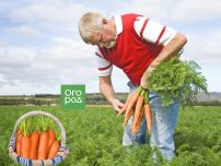 ru.depositphotos.com: Как защитить морковь