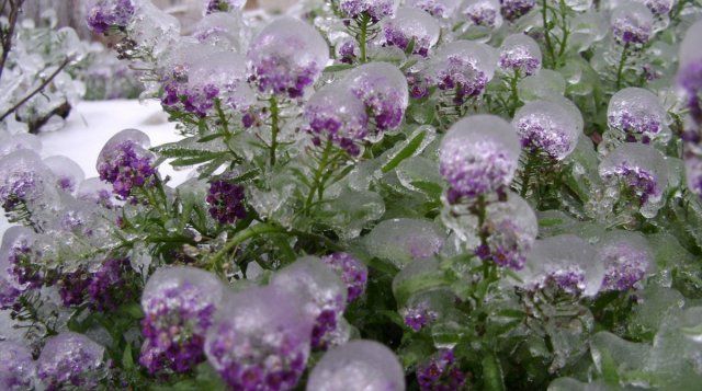 Самый популярный и морозостойкий цветок – многолетний алиссум скальный