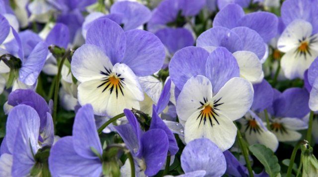 Виола рогатая Azure Wing цветет с апреля до самых заморозков