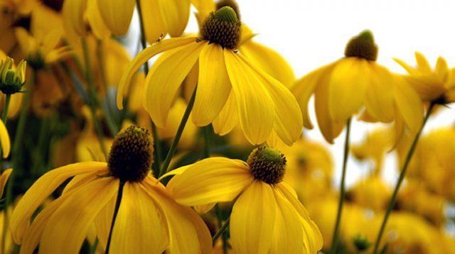 Рудбекия глянцевитая украшает сад солнечными цветками в сентябре-октябре