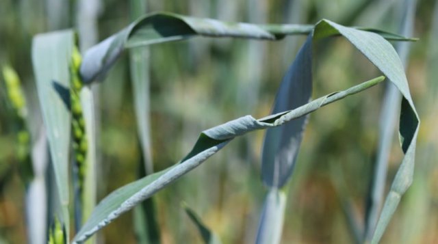 Дефицит кальция вызывает у пшеницы скручивание листьев