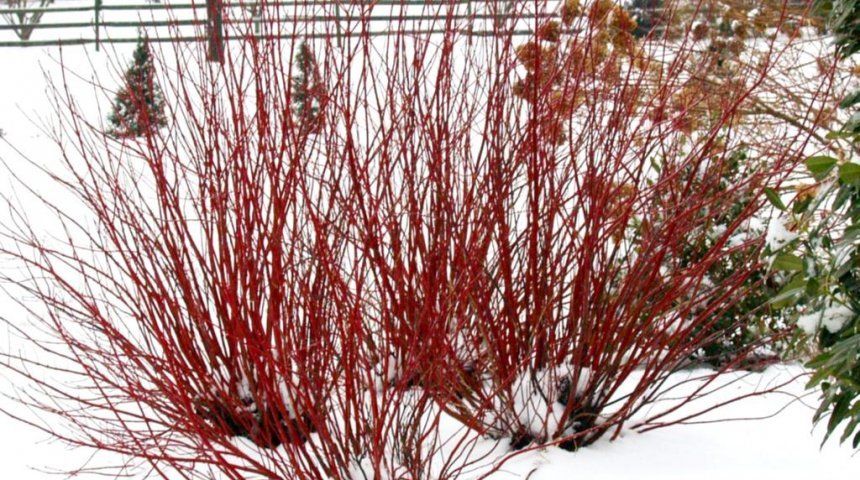 Зимой побеги настолько красные, что создается впечатление, будто на снегу разожгли костер