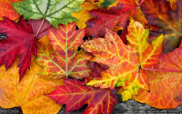 как и почему листья осенью меняют цвет
