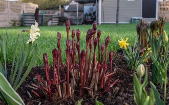 shutterstock.com / Andrey_Nikitin: Чем подкормить пионы весной для пышного цветения
