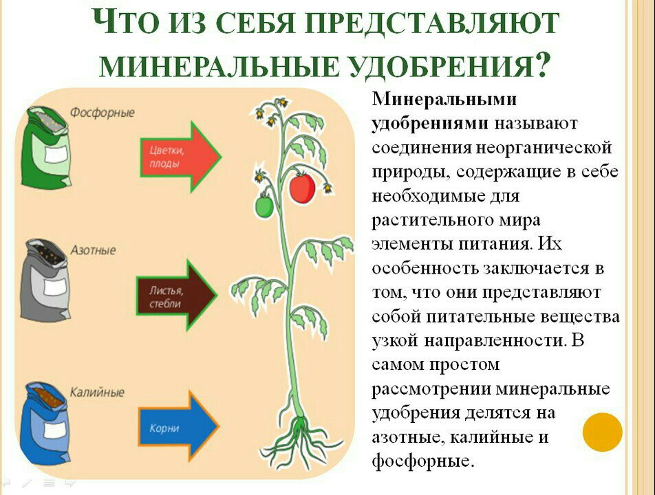 Влияние минеральных удобрений на рост и развитие растений - Удобрения,стимуляторы, гуматы - Форум для дачников