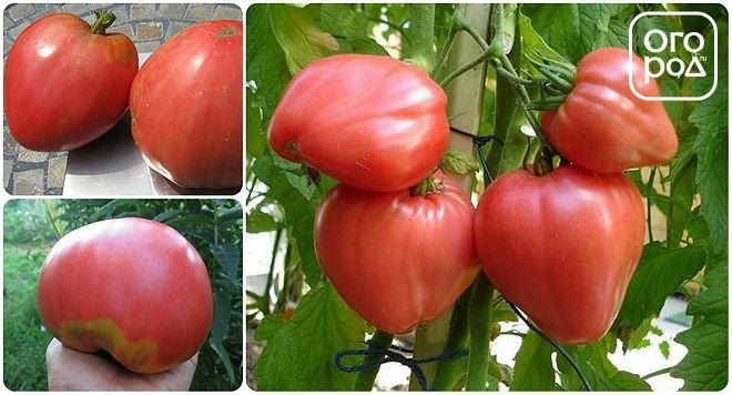 томаты, помидоры сорт Розовый мед