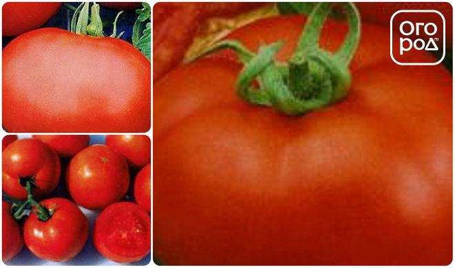 томаты помидоры сорт Загадка