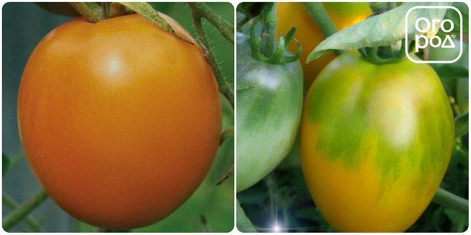 томаты, помидоры Эльдорадо