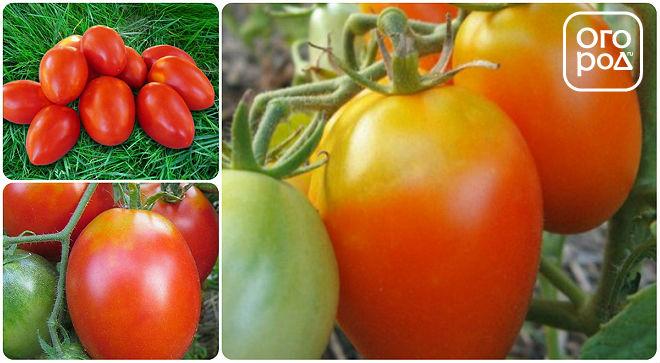 томаты, помидоры сорт Акварель