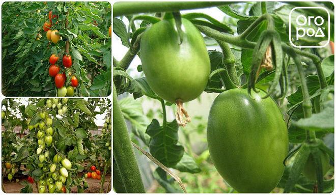 томаты помидоры сорт Раджа