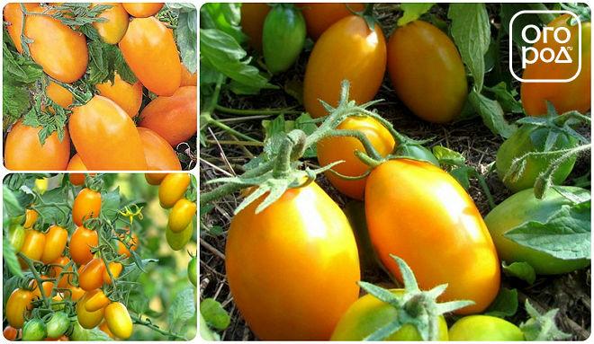 томаты, помидоры сорт Золотой поток