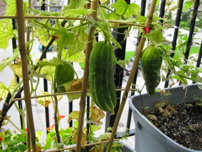 Выращивать огурцы можно как на закрытых, так и на открытых балконах