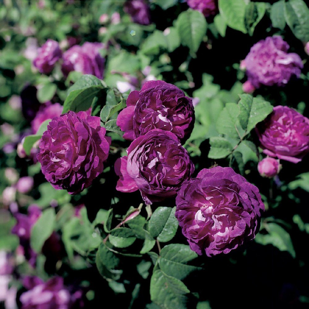 Лучшие сорта парковых роз: фото, названия, описания, советы по уходу
