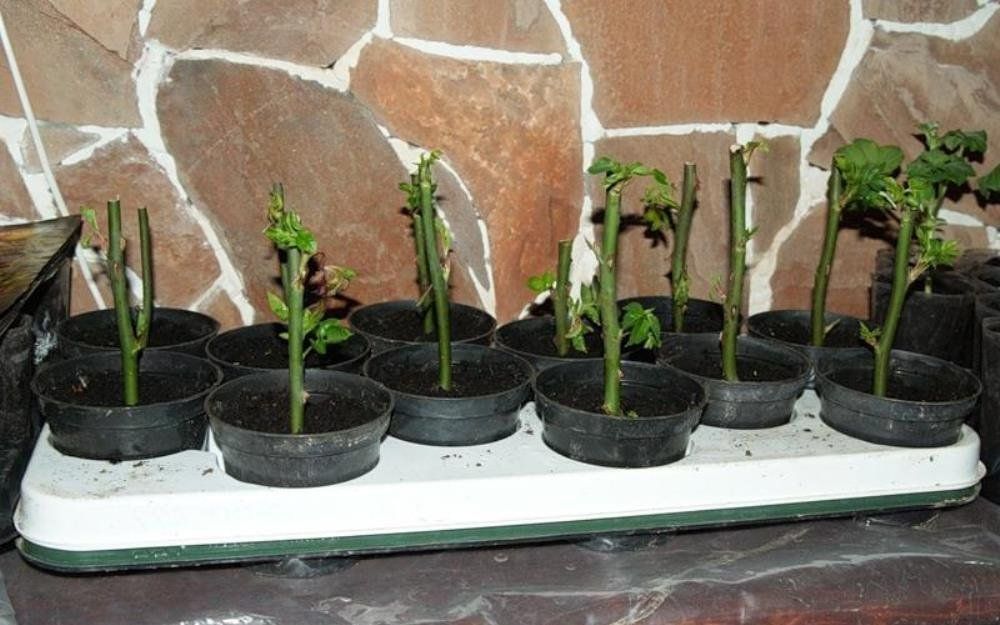 Размножение роз черенками осенью: подробная инструкция для начинающих | В  цветнике (Огород.ru)