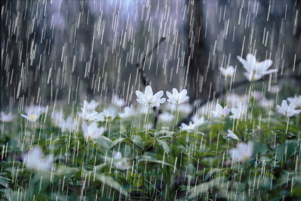 Первоцветы под дождем