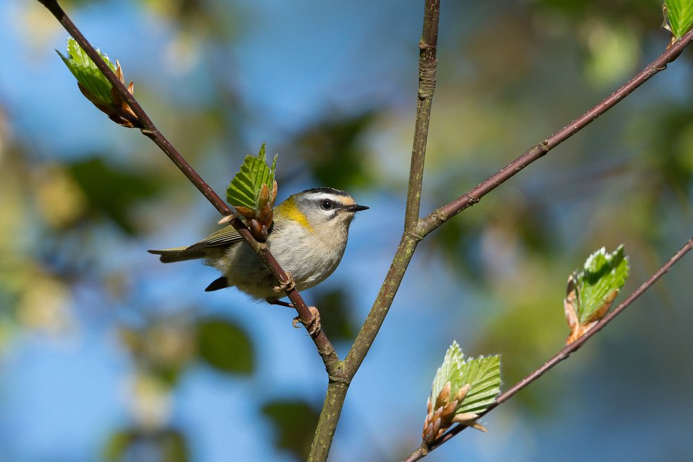 Птица на ветке с молодыми листьями
