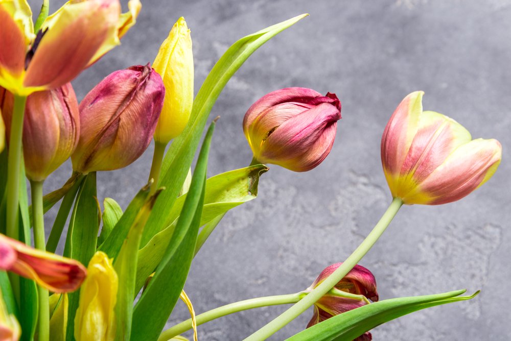 Как правильно ухаживать за тюльпанами после цветения
