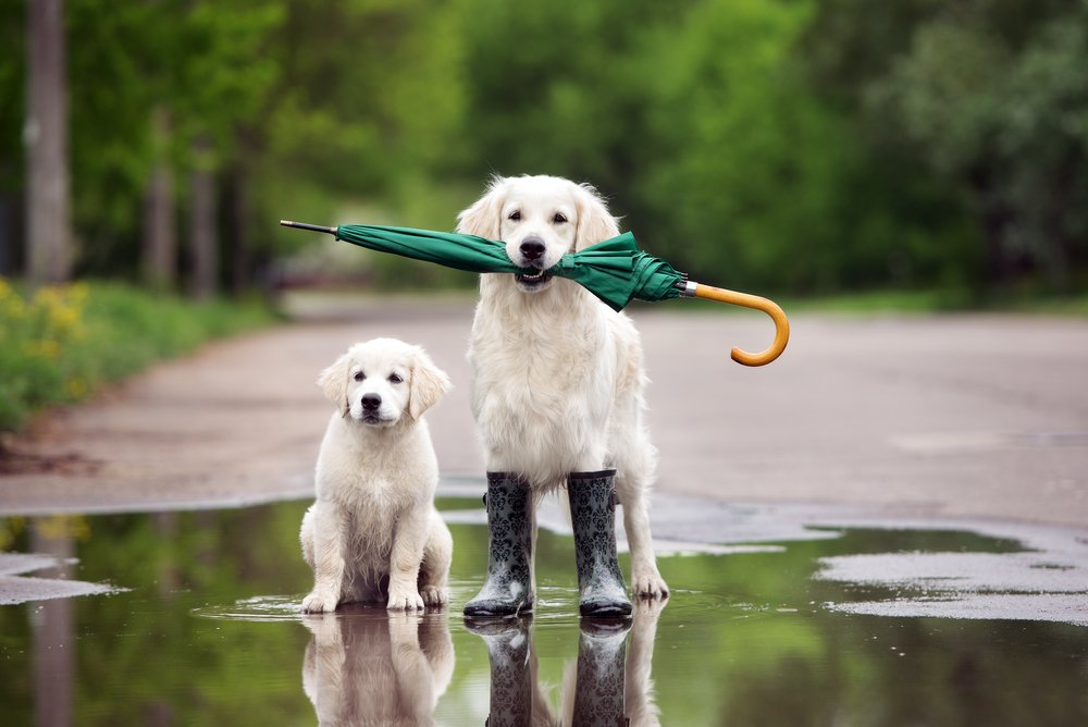 Собака держит зонт в зубах
