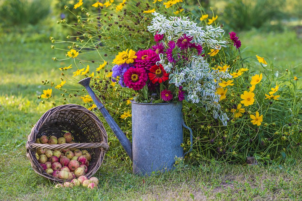 Яблоки в корзине и букет цветов в садовой лейке