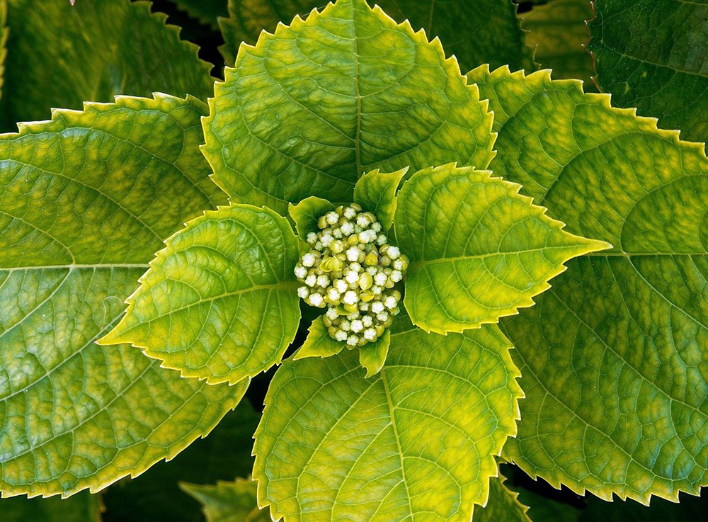Причины бледности листьев у гортензии и способы их лечения