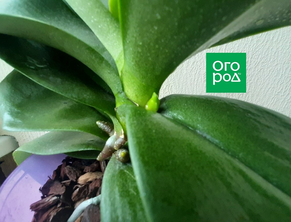 Обрезка орхидеи после цветения: как сделать правильно? Мастер-класс с фото