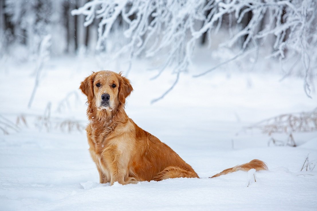 Dog orange winter forest golden retriever