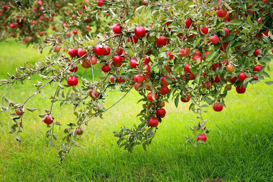 Урожай яблок на дереве