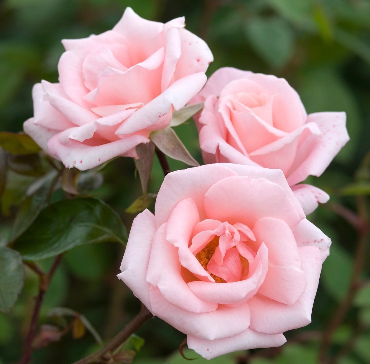 Розовые Розы Фото Описание