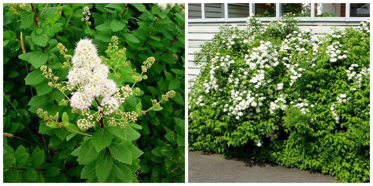 Спирея сиверова 'Грисум' (Spiraea thunbergii 'Grisum')