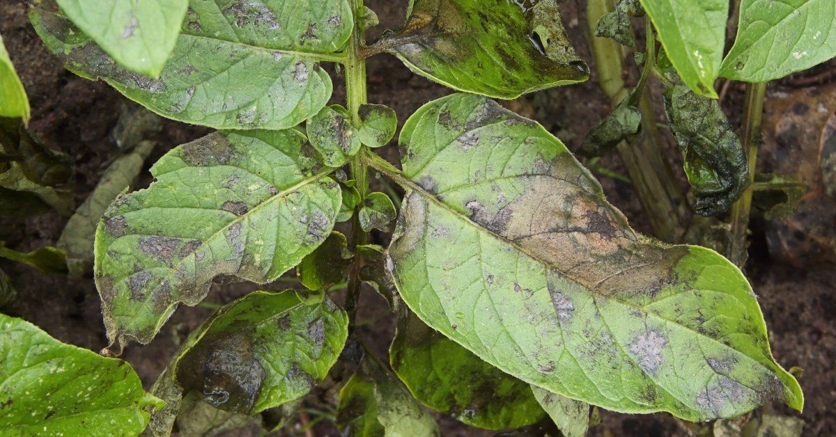 Фитофтора борьба заражение и профилактика заболевания растений