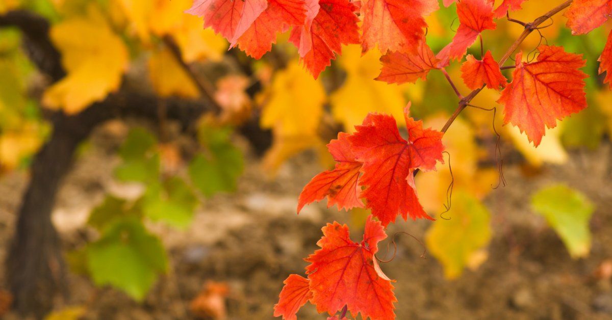 Осенний уход за виноградом – готовимся к зимовке