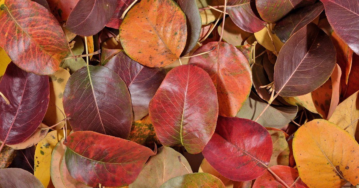 У груши краснеют листья в июле: причины и способы устранения проблемы