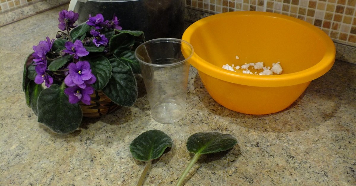 Два самых простых способа размножения фиалок листовыми черенками | Полезно  (Огород.ru)