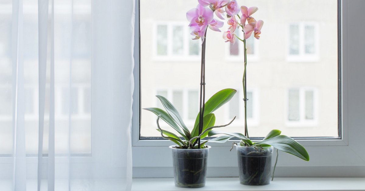 Как выбрать место для орхидеи и нужно ли ее переставлять