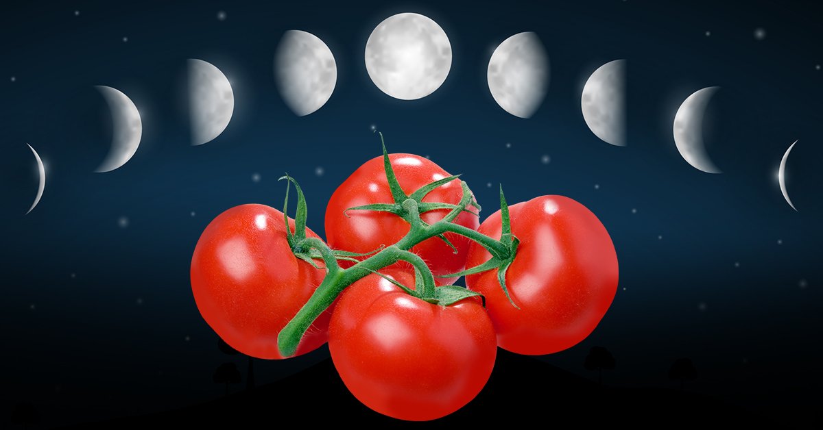 Посадка семян томатов по лунному календарю 2024. Помидоры. Томат Луна. Томат лунное затмение. Календарик для посева помидор.