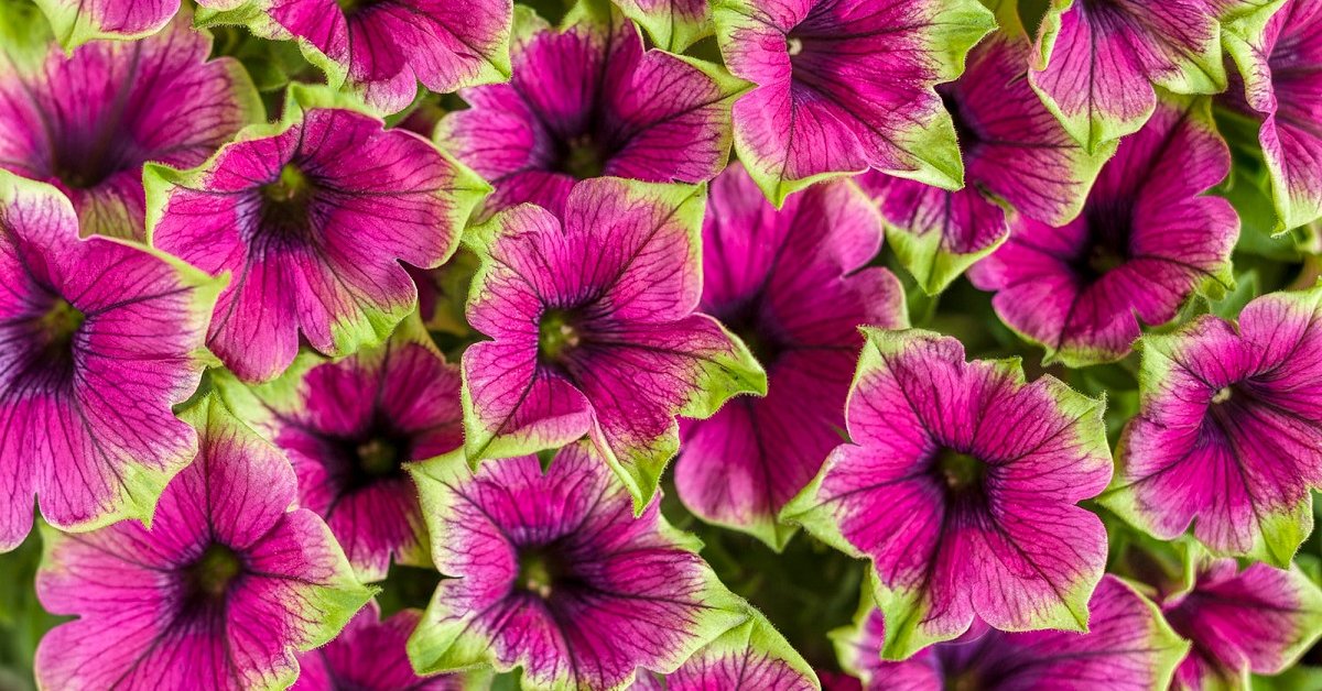 10 необычных сортов петунии для вашего цветника