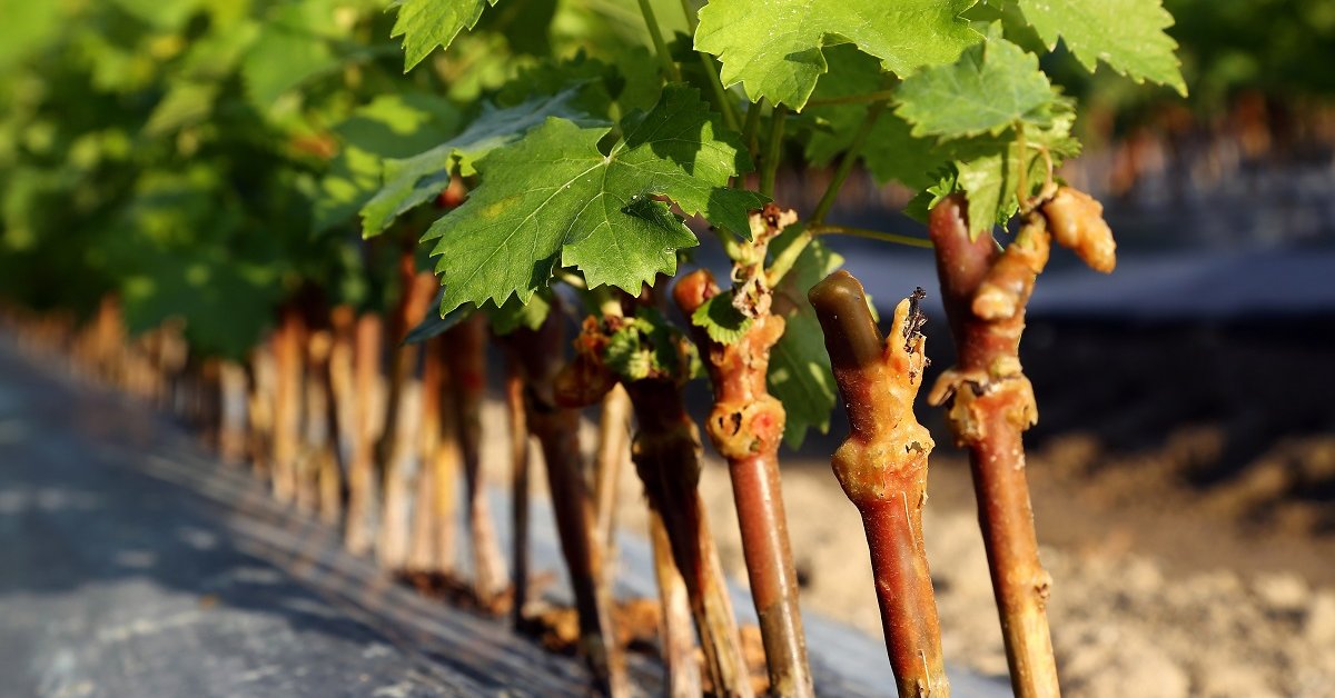 Как размножить виноград весной