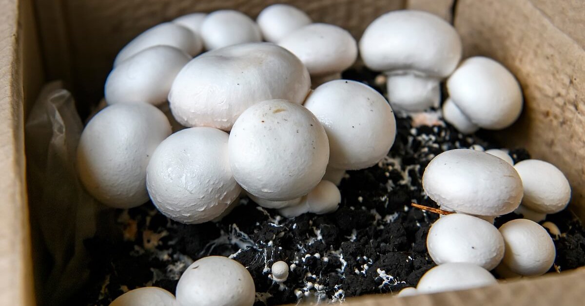 Выбор видов грибов для выращивания