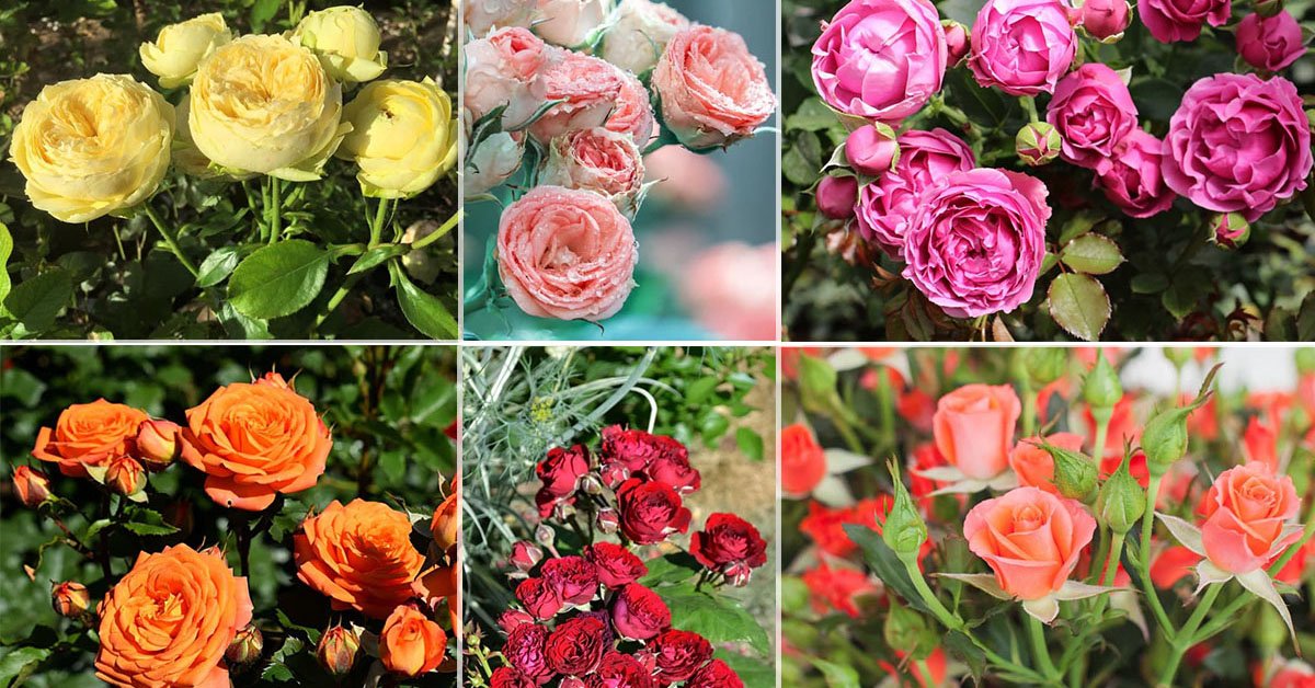 Лучшие сорта роз для Республики Ингушетия название фото и описание