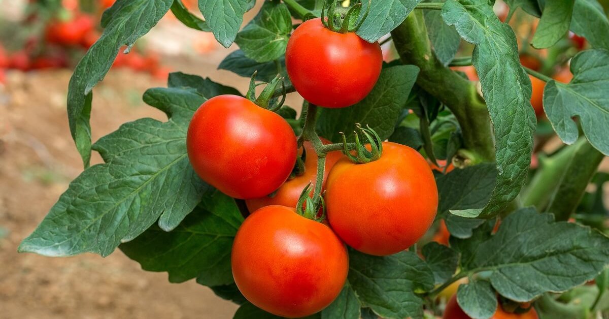 Ранние сорта томатов для открытого грунта – фото, описания и отзывыдачников