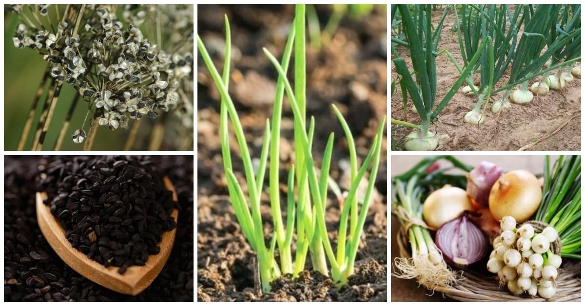 Основные требования к почве при выращивании лука из семян