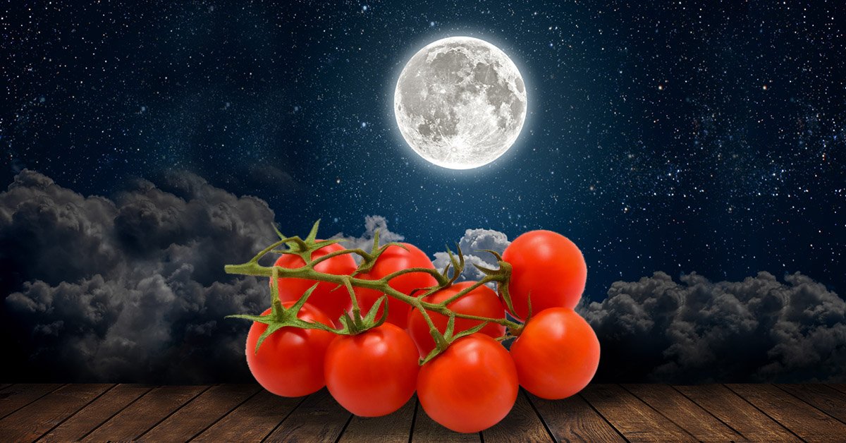 Посадка семян томатов по лунному календарю 2024. Луна и помидор. Помидоры лунный свет. Томат лунное затмение.