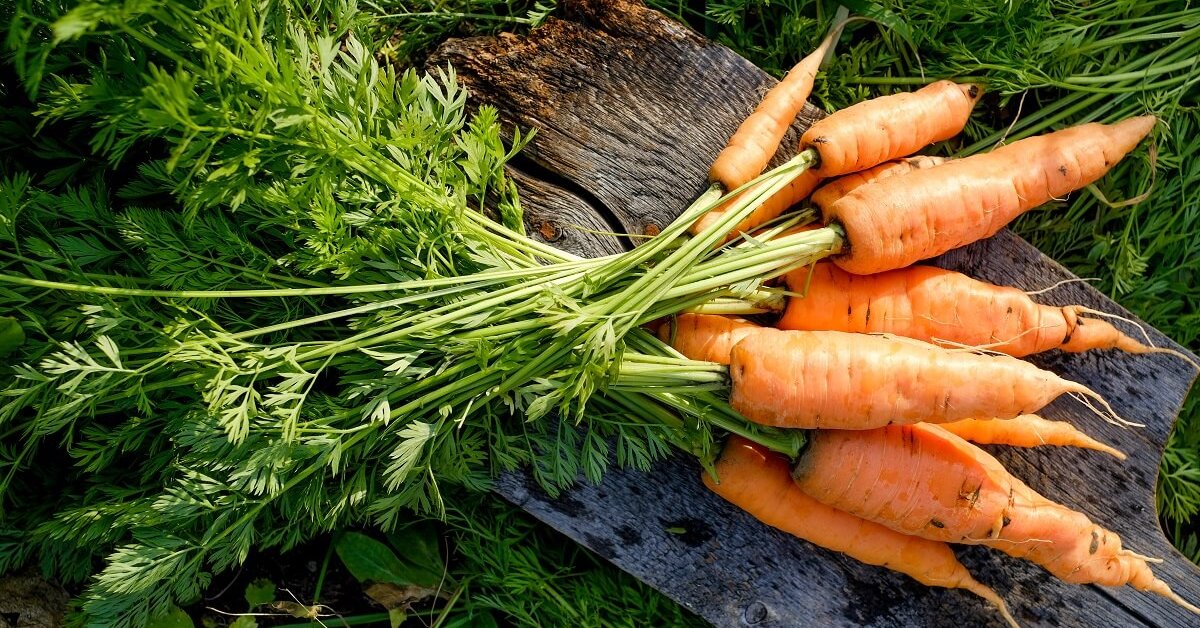 Морковь про 2024 года. Рогатая морковь. Морковь Pro. Морковь Урожайная.