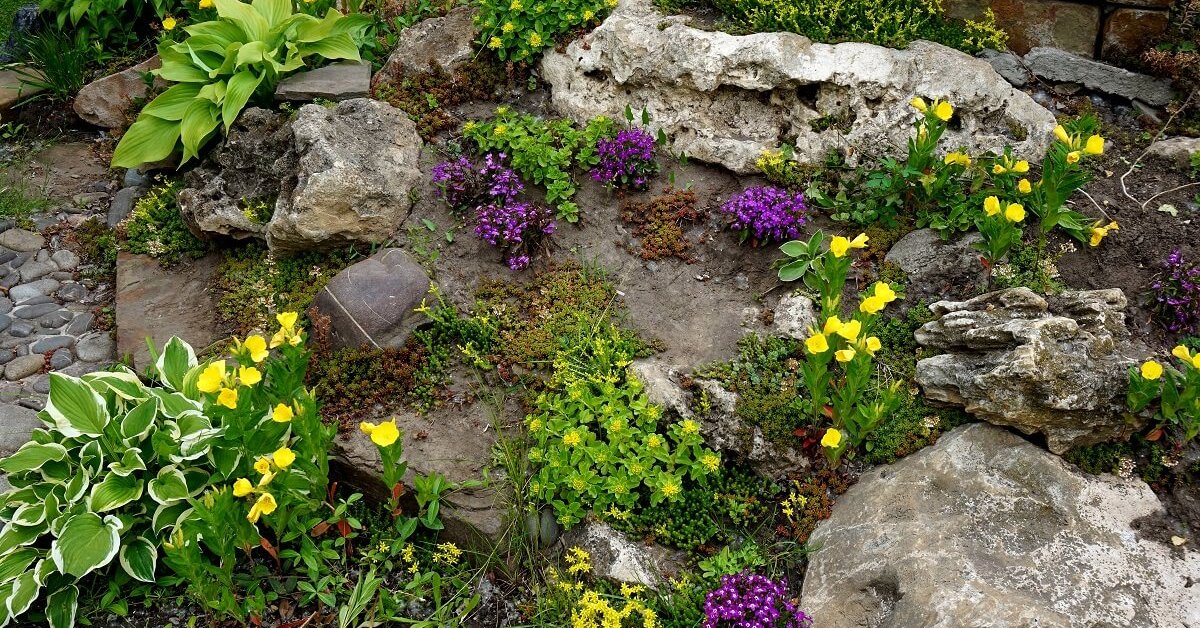 Малыши-крепыши: 14 лучших низкорослых растений для альпийской горки ирокария