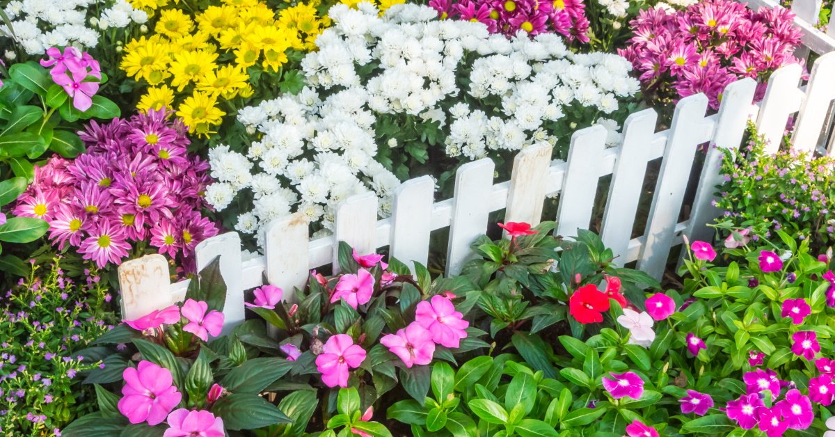 Удачное соседство: как правильно сочетать цветы на клумбе