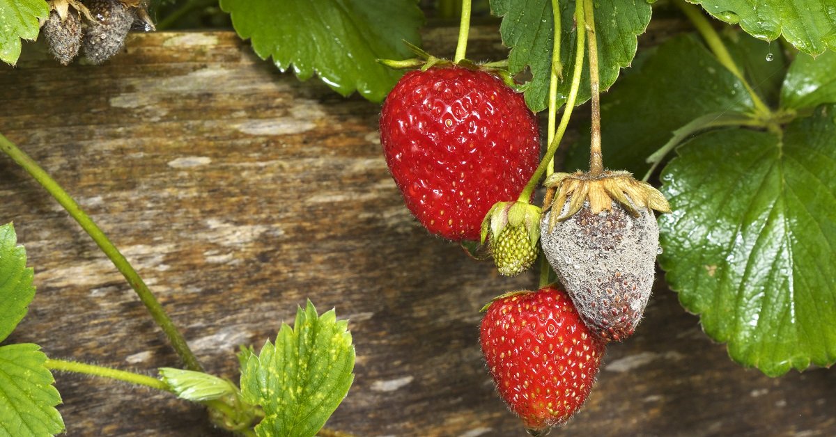 Почему гниют ягоды клубники на кусту и как предотвратить это