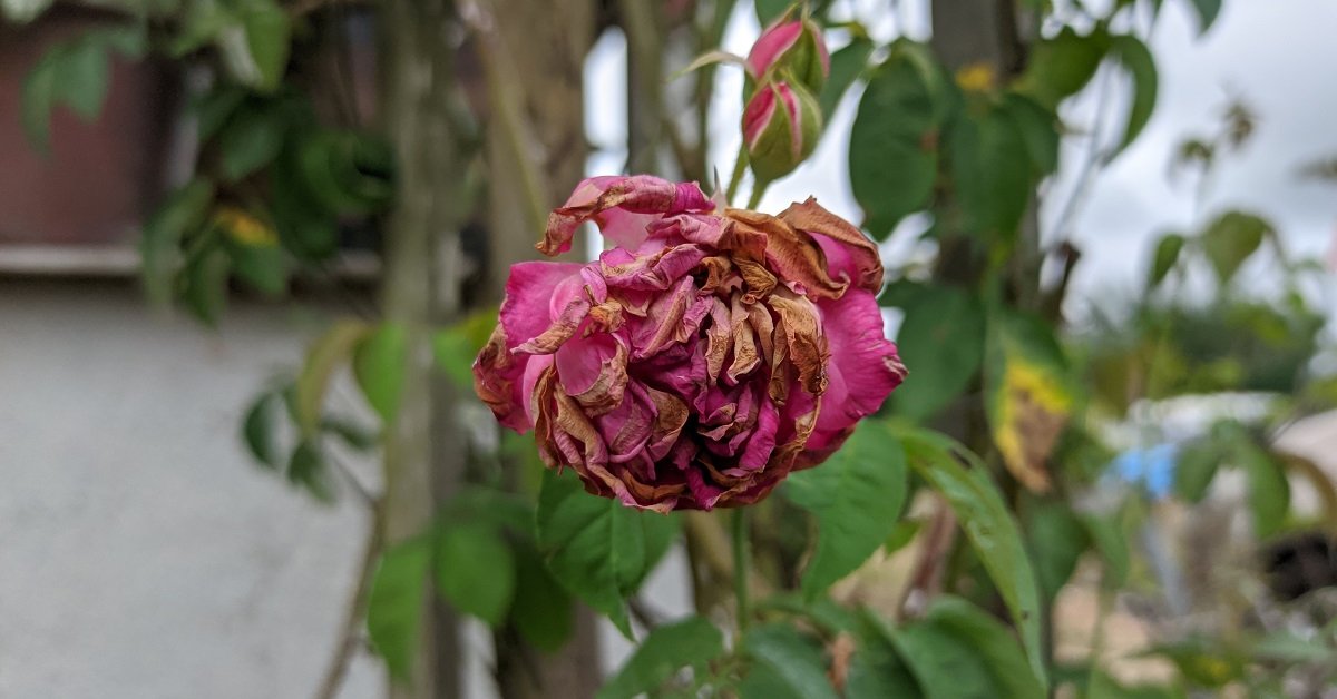 Самоочищающиеся сорта роз: фото и особенности выращивания