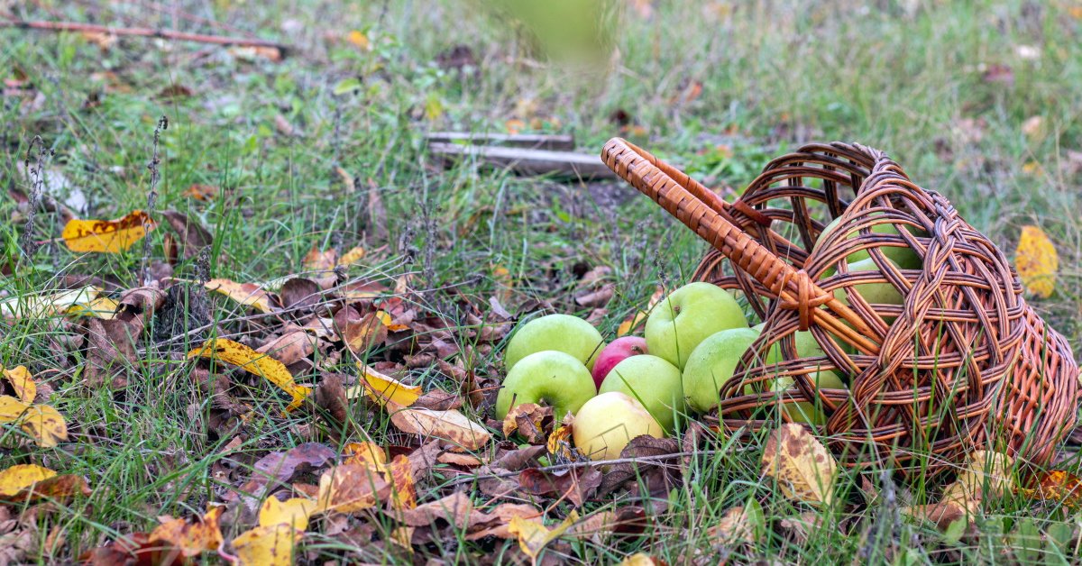 Чем подкормить яблоню и грушу осенью для лучшей зимовки и богатого урожая