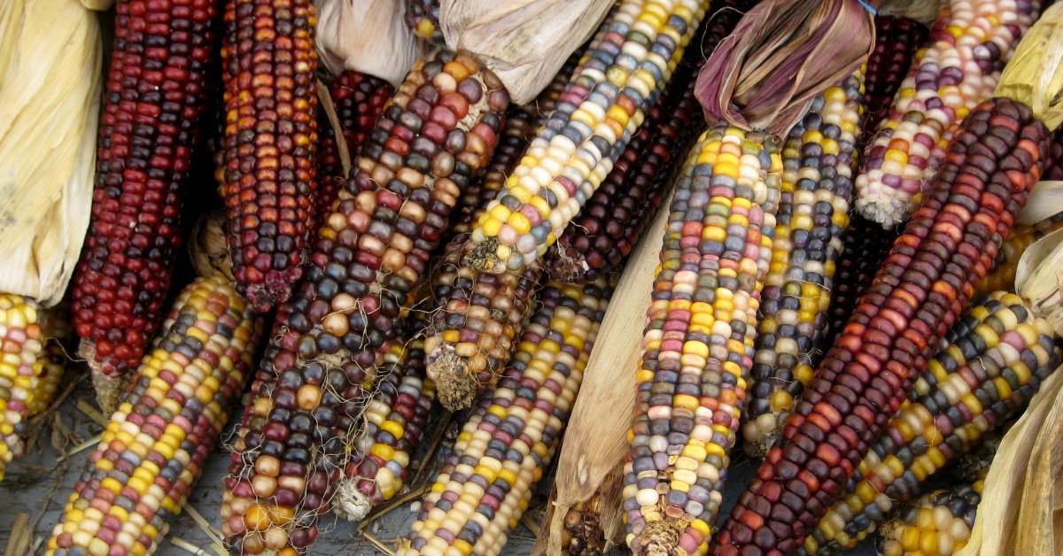 Цветная кукуруза: 7+ самых ярких и вкусных сортов